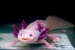 Scary under water