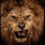 Animal Wild