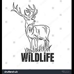 WildLifeVideos