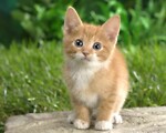 Super cute animals