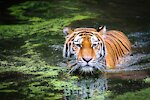 ANIMAL'WORLD
