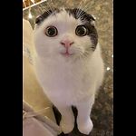 CatCore