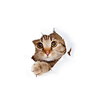 FUNNY VIDEOS
