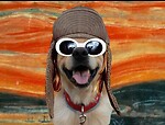 Lars von Retriever Rumble