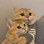 Funny Animal Clip