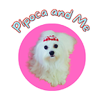 A lovely maltese dog (Pipoca) who changed my life