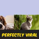 Perfectly Viral