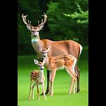. The Amazing World of Animals . Animals and Their Adventures . Furry Friends: The World of Animals . Animals: Beauty and Diversity . Journey to the World of Wildlife . Animals in the Spotlight . Wildlife: Secrets and Wonders .