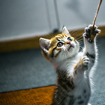 Animals Gone Wild...ly Funny!