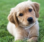 CUTE PUPPY