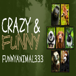 funnyvideo funnyanimal funtime fun