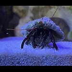 Luckybob’s Saltwater tank