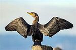 the Cormorant