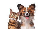 Funny Cats and dogs