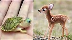 Cutest Animal video