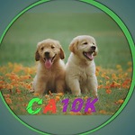 Cuteanimals10K