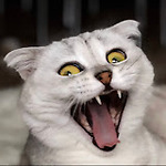 Pawsitively Meowvelous
