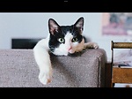 Funny animals