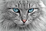Funny Content Creator