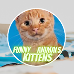Funny Animals Kittens