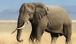 Beautiful Elephant videos