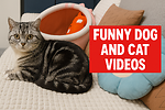 PetsFunny01