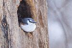 Birds of Japan