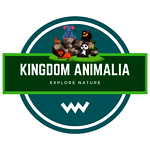 Kingdom Animalia