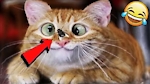 Funny animals