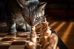 ChessLiFE