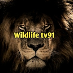 Wildlife tv91