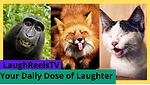 Your Daily Dose of Laughter
