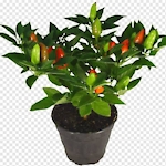 Chili Tree