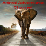 "Roaring Tales: Exploring the Wild with Rumble - Animal Adventures Channel"