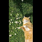 chaos and cuteness😸🌸