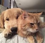 Aww  Puppies